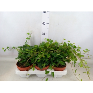 Hedera helix 'Anna'