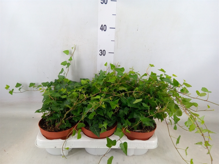 <h4>Hedera helix 'Anna'</h4>
