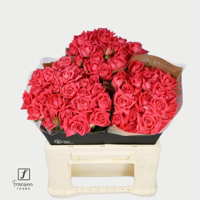 <h4>R TR Barbados 40cm</h4>