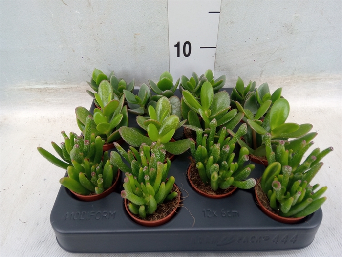 <h4>Crassula   ...mix</h4>