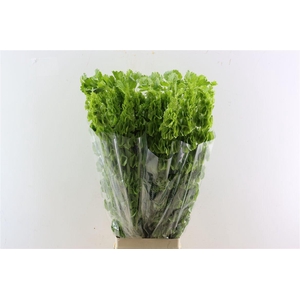 Moluccella Stuk P Stem