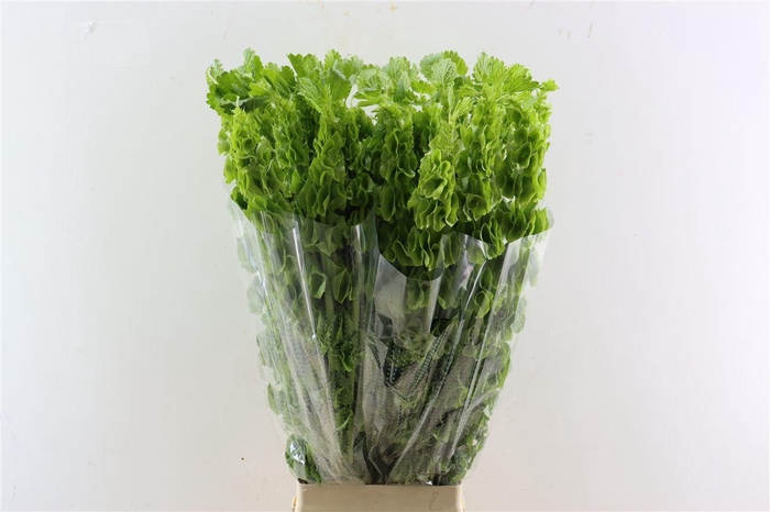 <h4>Moluccella Stuk P Stem</h4>