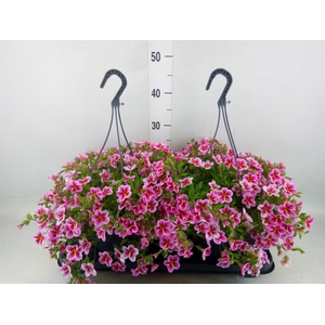 Calibrachoa   ...mix