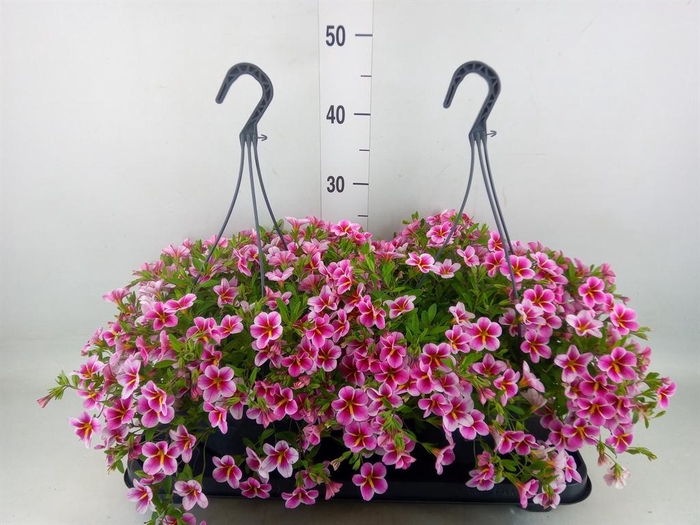 Calibrachoa   ...mix