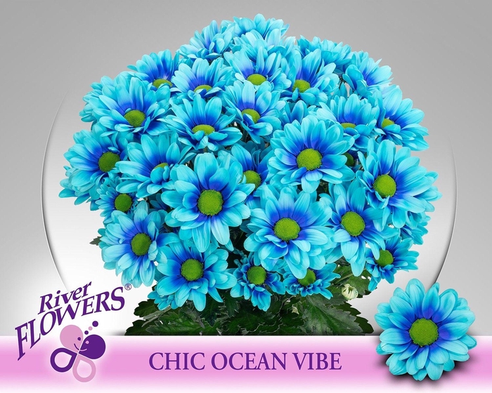 <h4>CHR T CHIC KLB H%</h4>