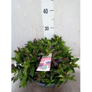 Hebe  'Hebepetita Blue'
