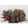 Protea Red Magic