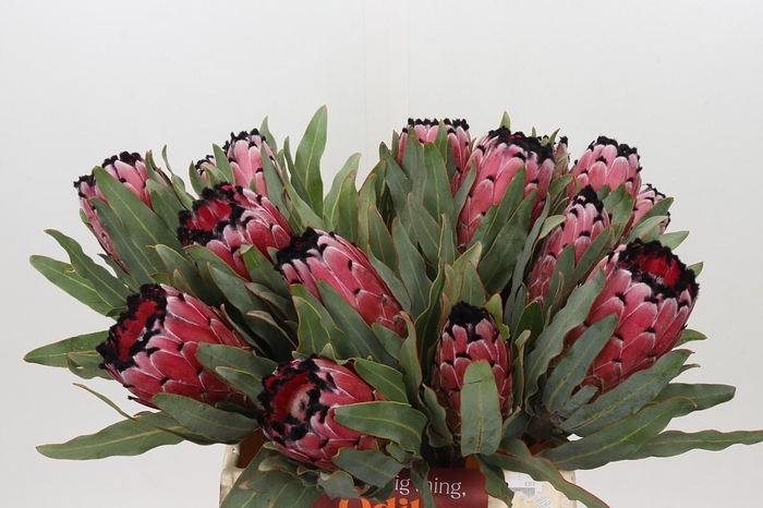 Protea Red Magic
