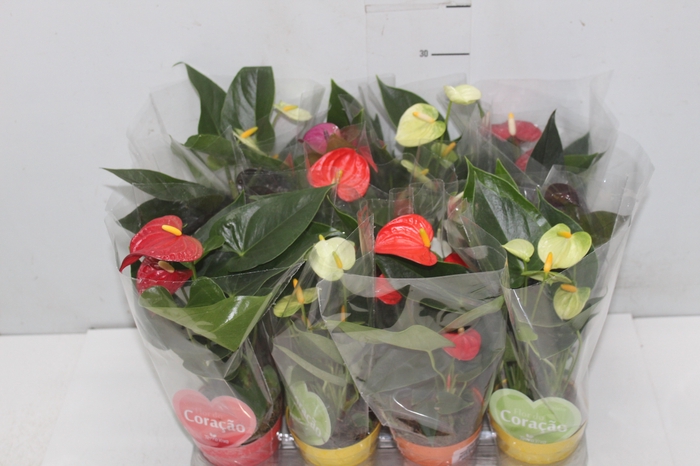 <h4>ANTHURIUM VARIADO P09</h4>