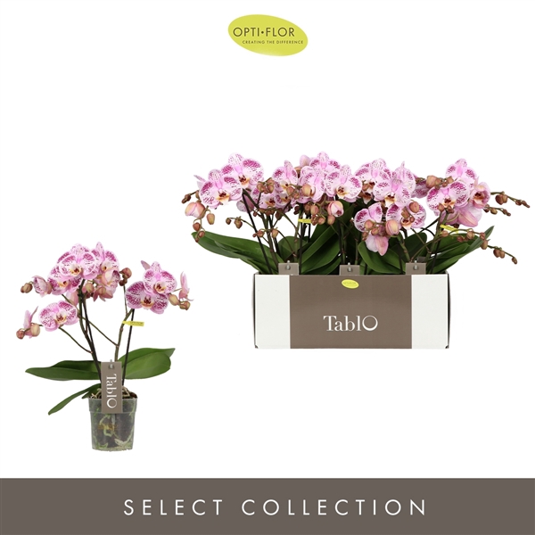 <h4>Tablo Bellini 2 spike</h4>