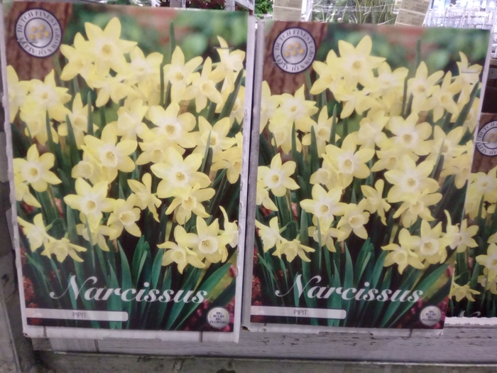 <h4>Narcissus   ...flowerbulbs</h4>