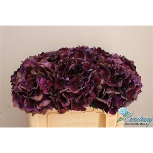 Hydr M Mag Ruby Purple Classic
