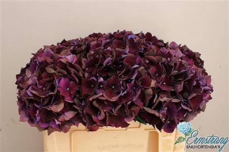 <h4>Hydr M Mag Ruby Purple Classic</h4>