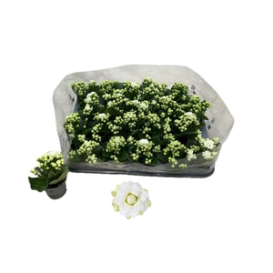 Kalanchoe gevuld Rose Flowers Greta
