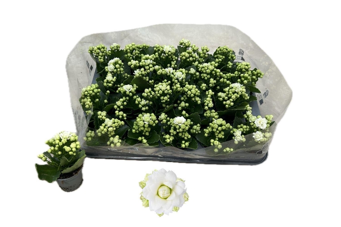 <h4>Kalanchoe gevuld Rose Flowers Greta</h4>