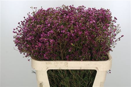 CHAME UN PURPLE PRID