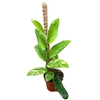 Overig planten Rhaphidophora Elliptica Aurea