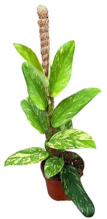 Overig planten Rhaphidophora Elliptica Aurea