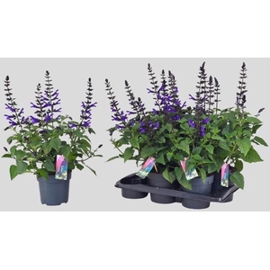 SALVIA LAKE BLUEBERR