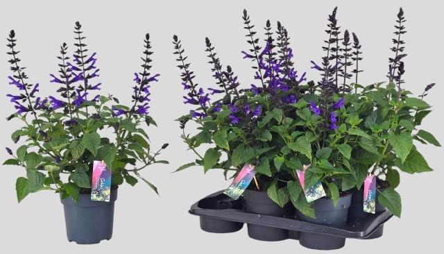 <h4>SALVIA LAKE BLUEBERR</h4>