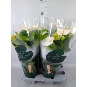 Anthurium andr. 'Samora'