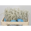 Amaranthus Yearming Desert