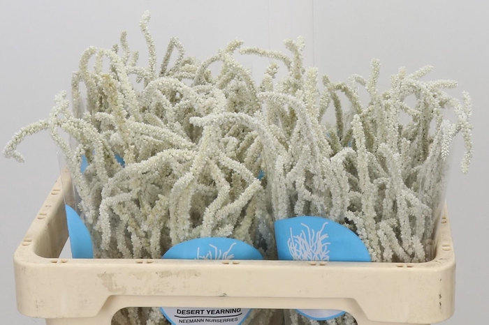 <h4>Amaranthus Yearming Desert</h4>