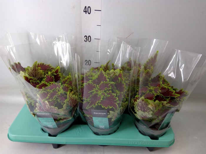 <h4>Plectranthus col. 'MSt Bourbon Str'</h4>