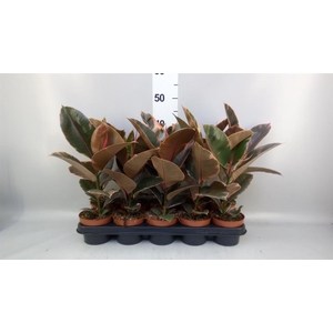 Ficus elastica 'Belize'