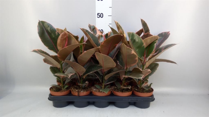 <h4>Ficus elastica 'Belize'</h4>