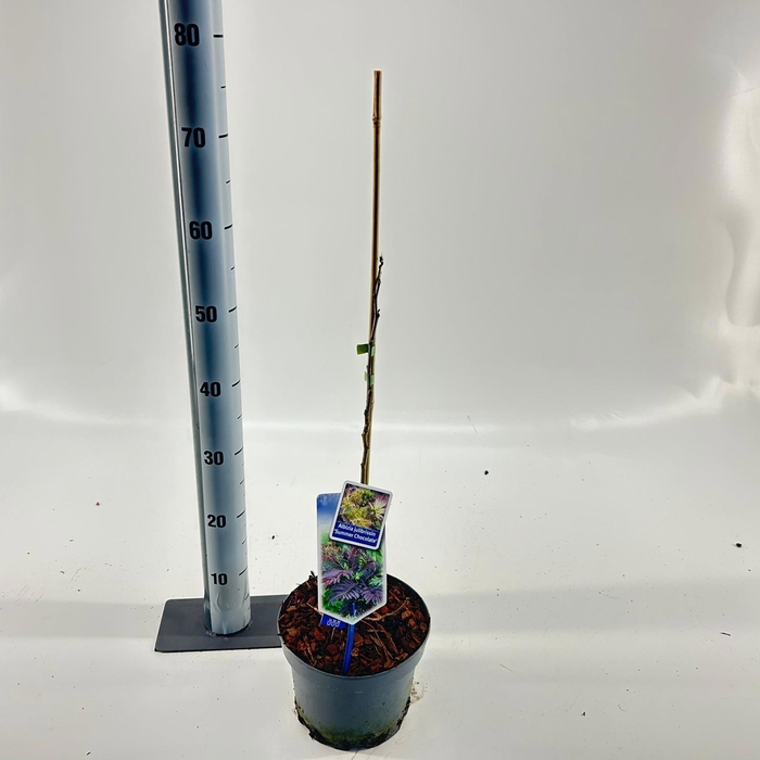 <h4>Albizia julibrissin 'Summer Chocolate' PBR</h4>
