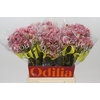 Blushing Bride Pink 6/9 Flowers