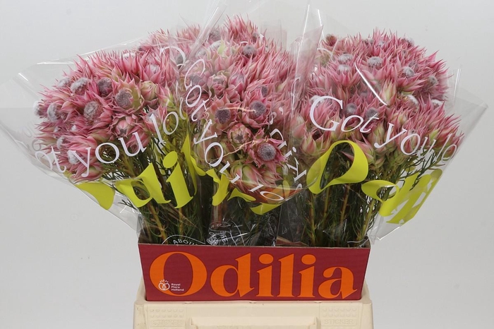 <h4>Blushing Bride Pink 6/9 Flowers</h4>