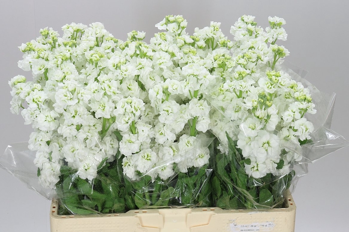 <h4>Matthiola White</h4>
