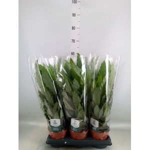 Calathea rufibarba 'Miroscha'