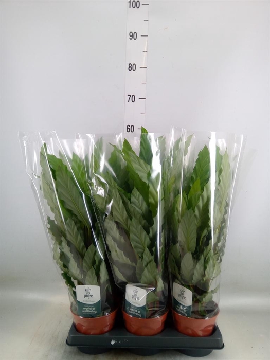 <h4>Calathea rufibarba 'Miroscha'</h4>