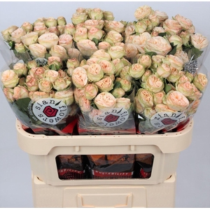 R Tr Gentle Trendsetter