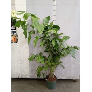 Caryota mitis