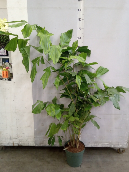 <h4>Caryota mitis</h4>