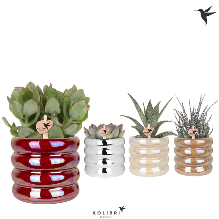 <h4>Kolibri Greens Succulenten mix in Glow pot mix</h4>