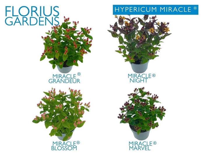 <h4>HYPER ANDROSAEMUM</h4>