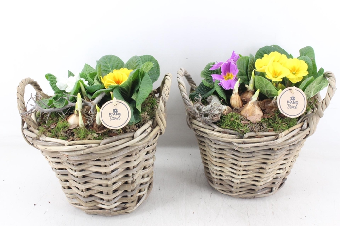 <h4>arr4 Primula PL - Kubumand hoog x2</h4>