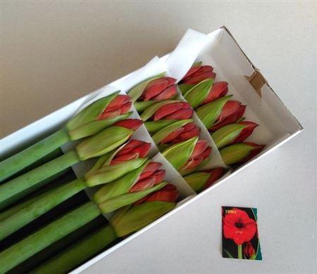 <h4>Hipp Ga Red Lion</h4>