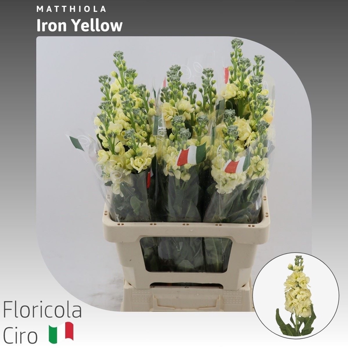 <h4>Matthiola Iron Yellow</h4>