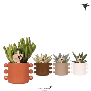 Kolibri Greens Succulenten mix in Boho pot mix