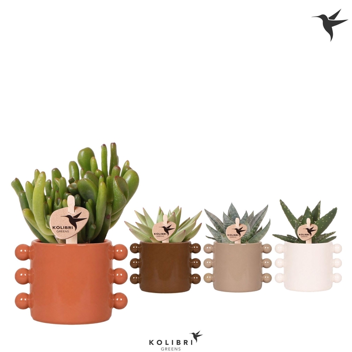 <h4>Kolibri Greens Succulenten mix in Boho pot mix</h4>