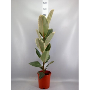 Ficus elastica 'Tineke'