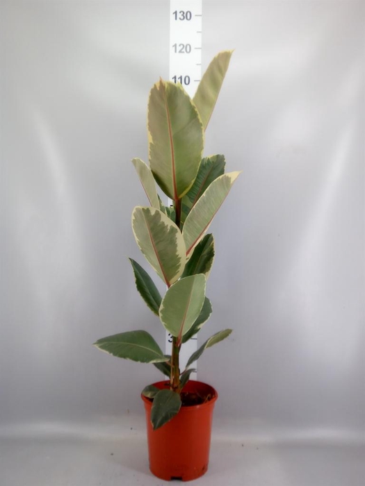 <h4>Ficus elastica 'Tineke'</h4>
