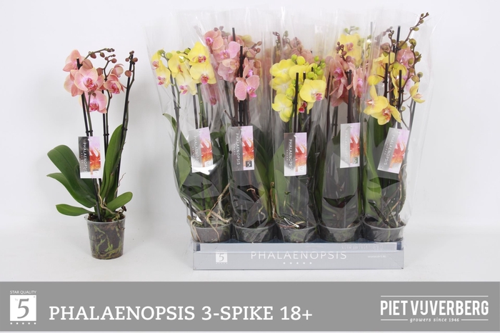 <h4>PHAL OV ORANJE</h4>