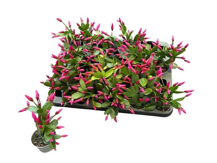 <h4>RHIPS GEM 4 KL</h4>